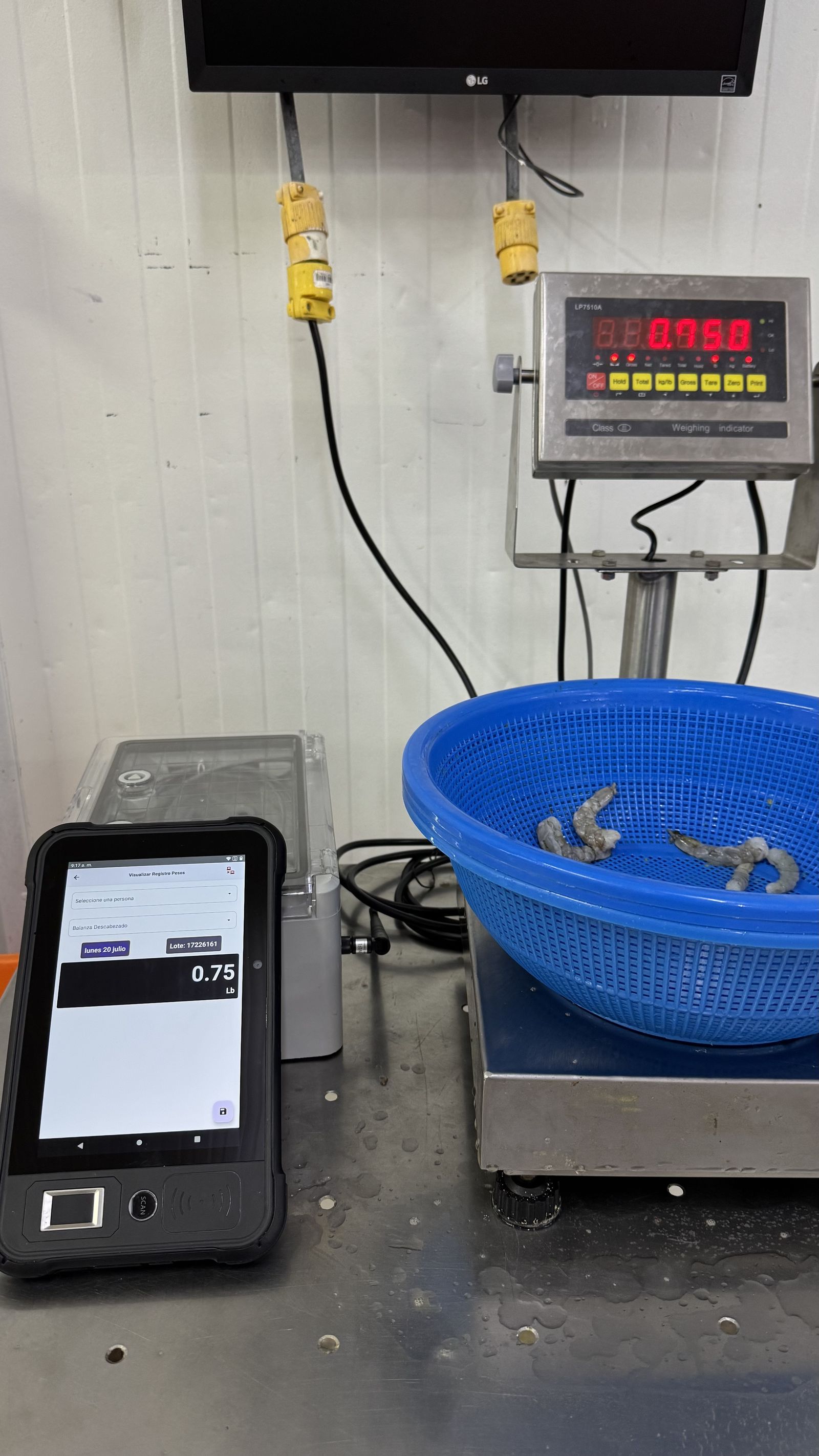 Balanza industrial con canasta de camarón y tablet GigaApp mostrando el peso recibido de forma inalámbrica